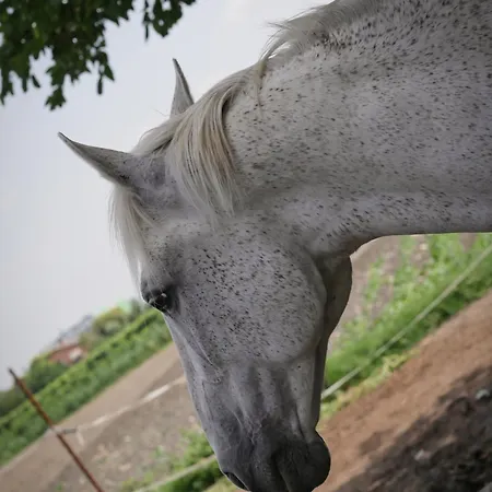 Country house Quadrifoglio Relax *